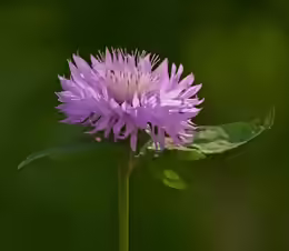 Centaurea hypoleuca