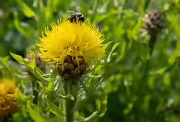 Centaurea macrocephala