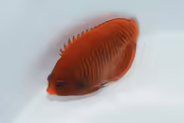 Centropyge aurantia