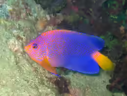 Centropyge interrupta