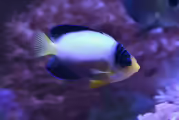 Centropyge multicolor
