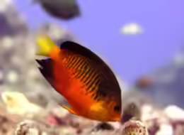 Centropyge shepardi