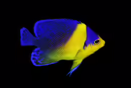 Centropyge venusta