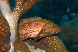 Cephalopholis cruentata