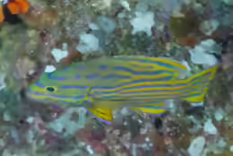 Cephalopholis polleni