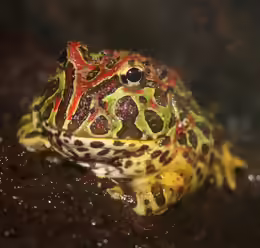 Ceratophrys ornata