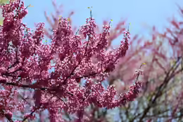 Cercis canadensis
