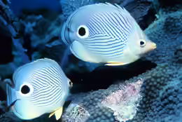Chaetodon capistratus