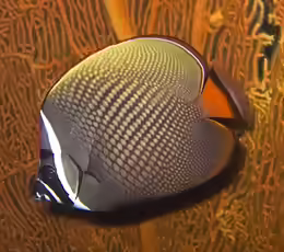 Chaetodon collare