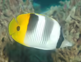 Chaetodon ulietensis