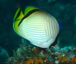 Chaetodon vagabundus