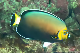 Chaetodontoplus conspicillatus