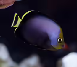 Chaetodontoplus melanosoma