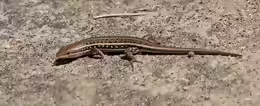 Chalcides sepsoides
