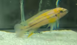 Chalinochromis bifrenatus