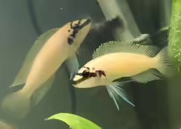 Chalinochromis brichardi