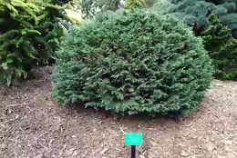 Chamaecyparis lawsoniana