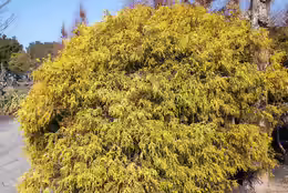 Chamaecyparis pisifera