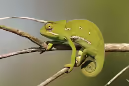 Chamaeleo dilepis