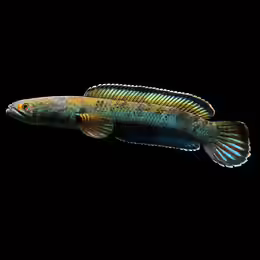 Channa pardalis