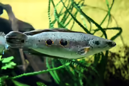 Channa pleurophthalma