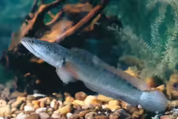 Channa striata