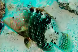 Cheilinus abudjubbe