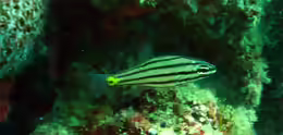 Cheilodipterus isostigmus