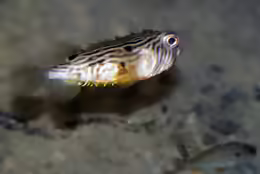 Chilomycterus schoepfii