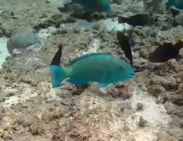 Chlorurus enneacanthus