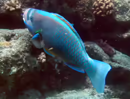 Chlorurus perspicillatus