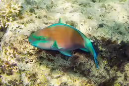 Chlorurus spilurus