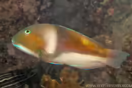 Choerodon cyanodus