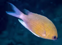 Chromis cinerascens