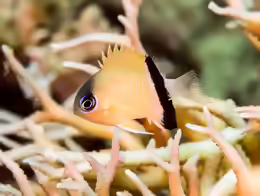 Chromis retrofasciata