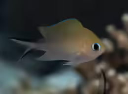 Chromis ternatensis