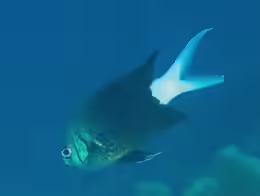 Chromis xanthura