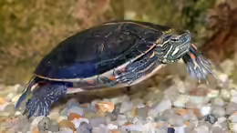 Chrysemys picta dorsalis