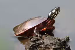 Chrysemys picta