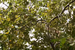 Cinnamomum verum