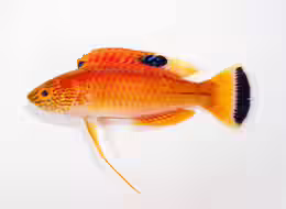 Cirrhilabrus briangreenei