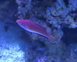 Cirrhilabrus cyanogularis