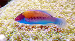 Cirrhilabrus cyanopleura