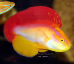 Cirrhilabrus jordani