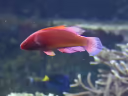 Cirrhilabrus rubrisquamis