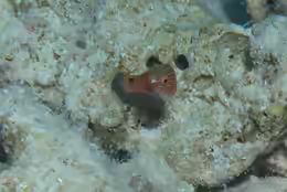 Cirrhilabrus rubriventralis
