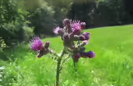 Cirsium palustre