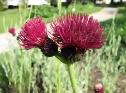 Cirsium rivulare