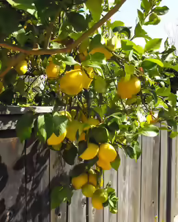 Citrus limon