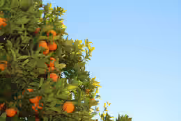 Citrus reticulata